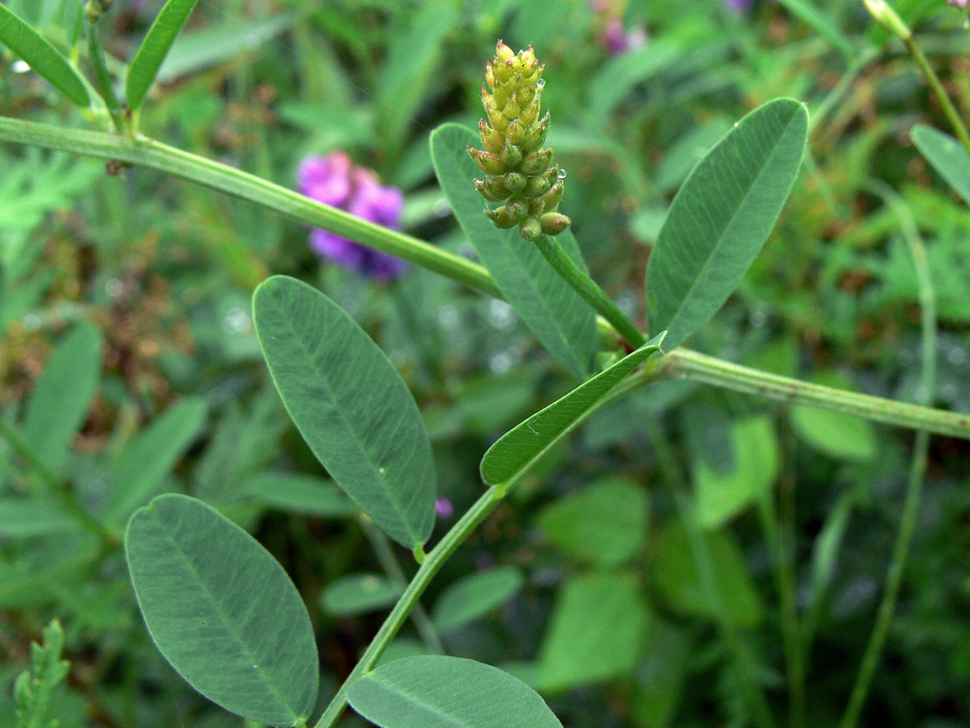 Image of Vicia amurensis specimen.