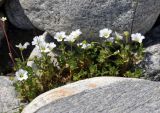 Cerastium undulatifolium