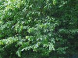 Carpinus betulus. Часть кроны плодоносящего растения. Польша, Беловежа. 27.06.2009.