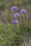 Allium senescens