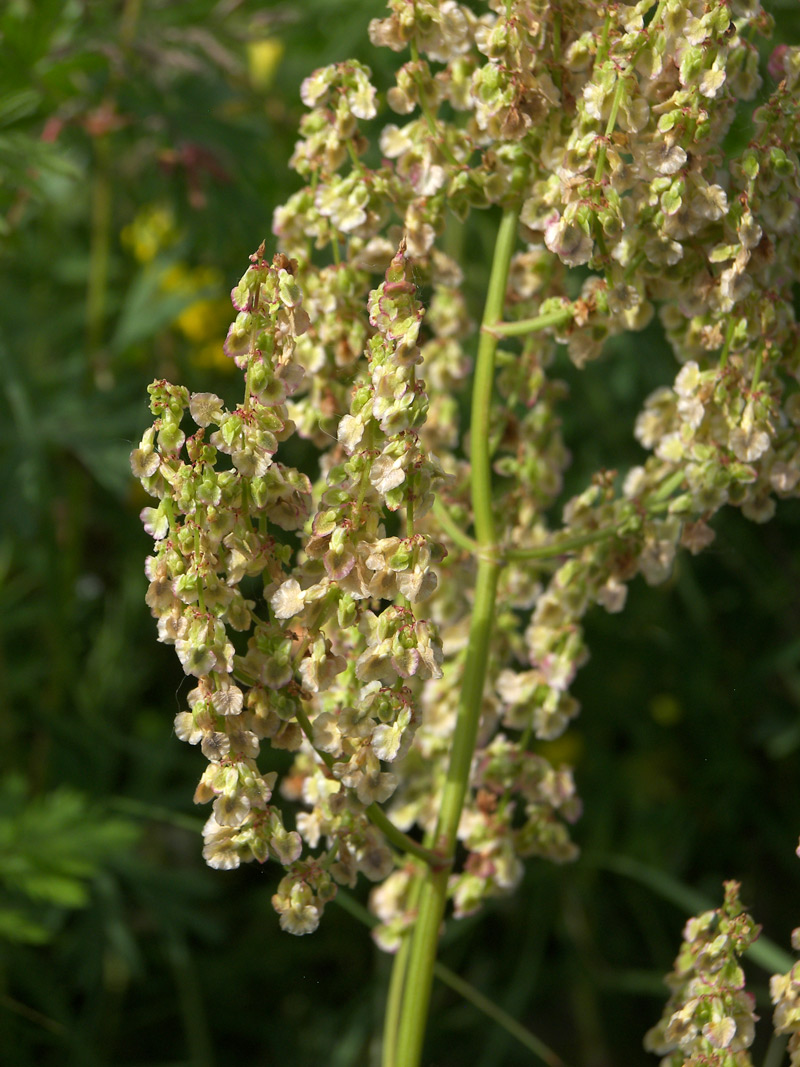 Изображение особи Rumex tuberosus ssp. horizontalis.