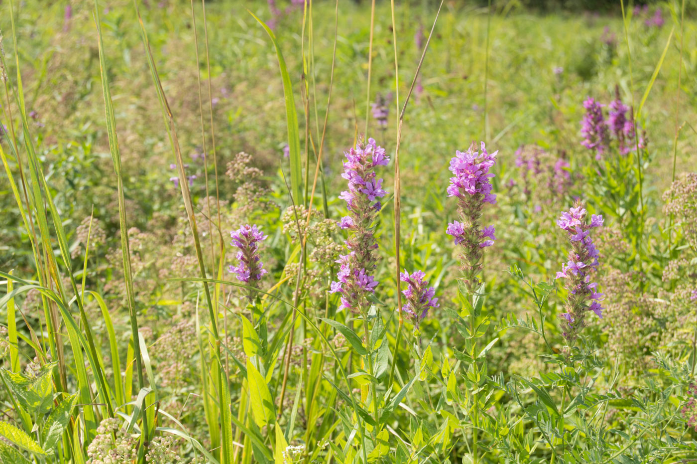 Image of Lythrum salicaria specimen.