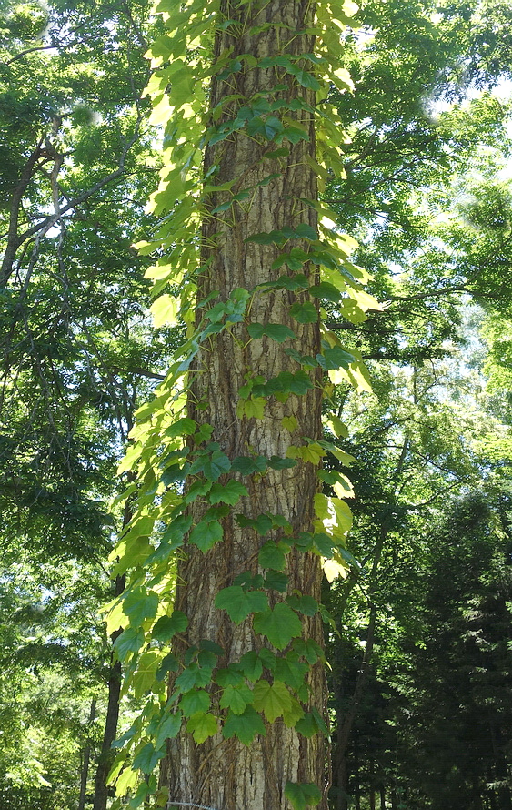 Image of Parthenocissus tricuspidata specimen.