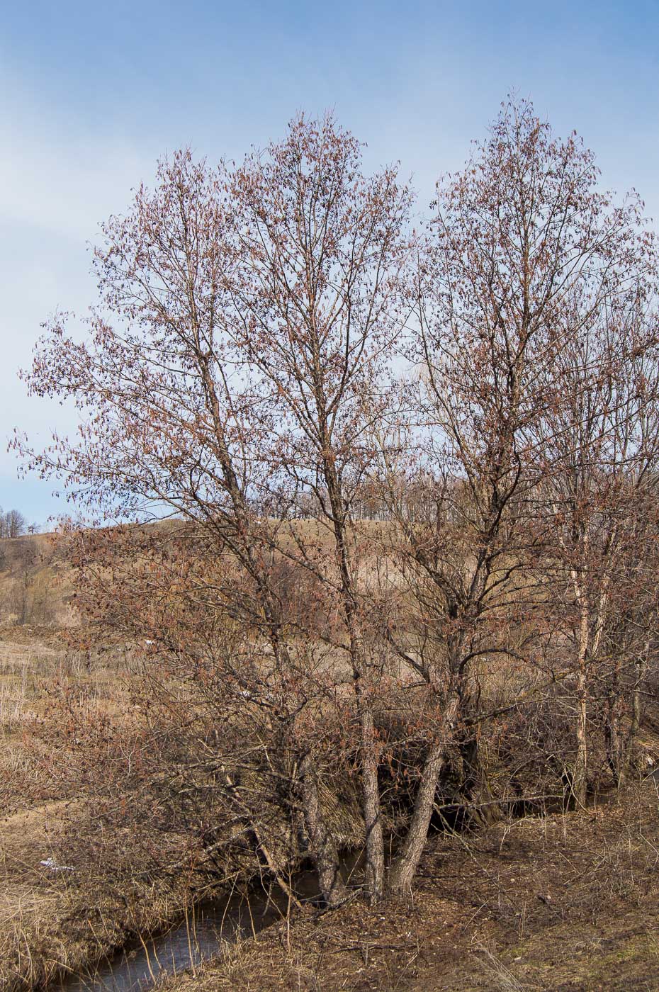 Как выглядит ольха дерево фото весной