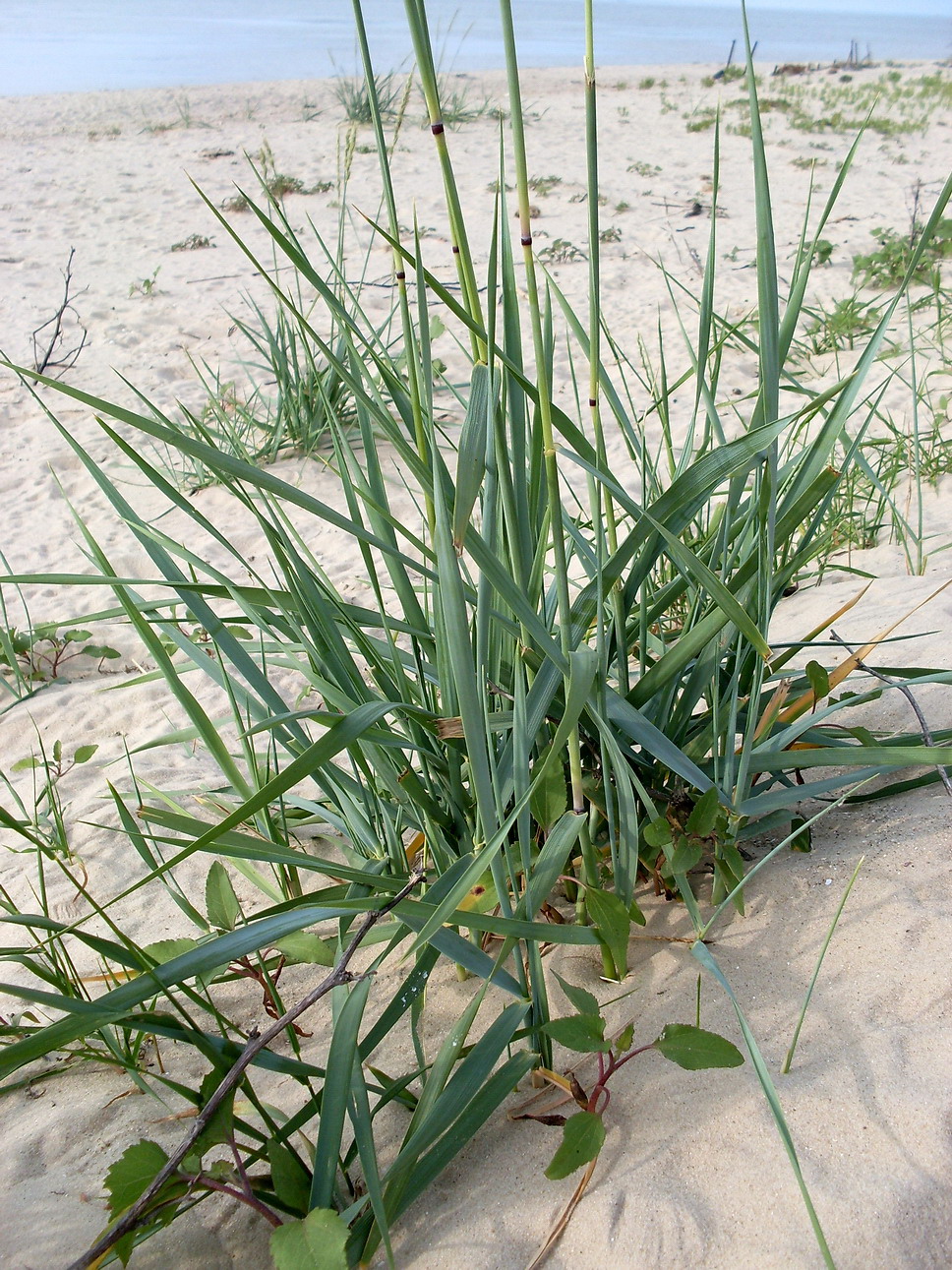 Изображение особи Leymus racemosus ssp. sabulosus.
