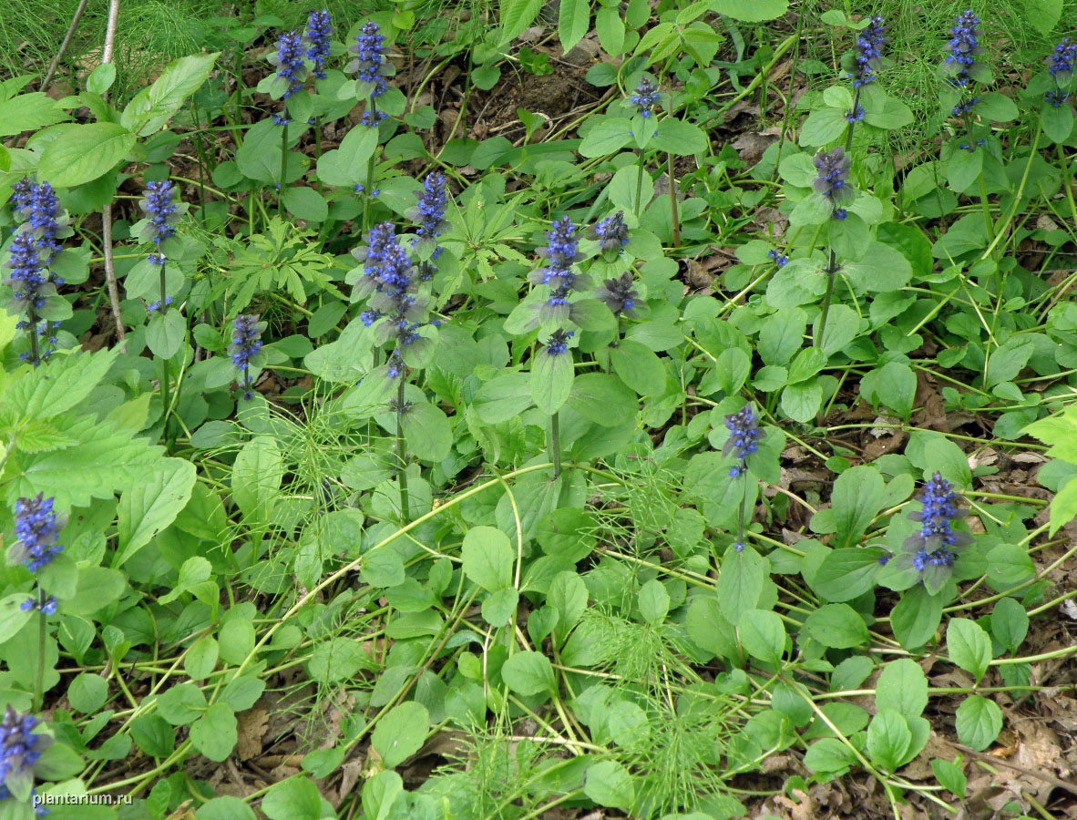 Image of Ajuga reptans specimen.