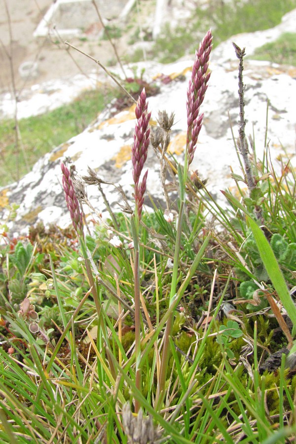 Image of Poa bulbosa specimen.