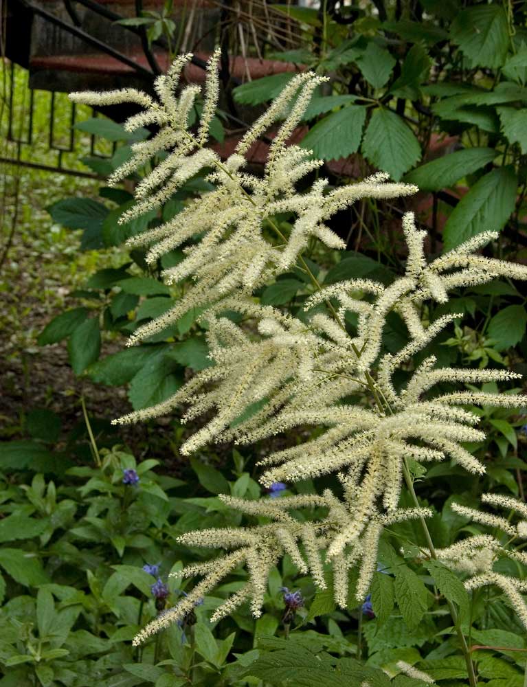 Image of Aruncus sylvestris specimen.