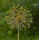 genus Allium