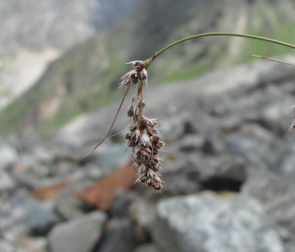 Изображение особи Luzula spicata.