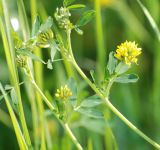 Medicago falcata