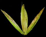 Смотреть изображение Cinna latifolia