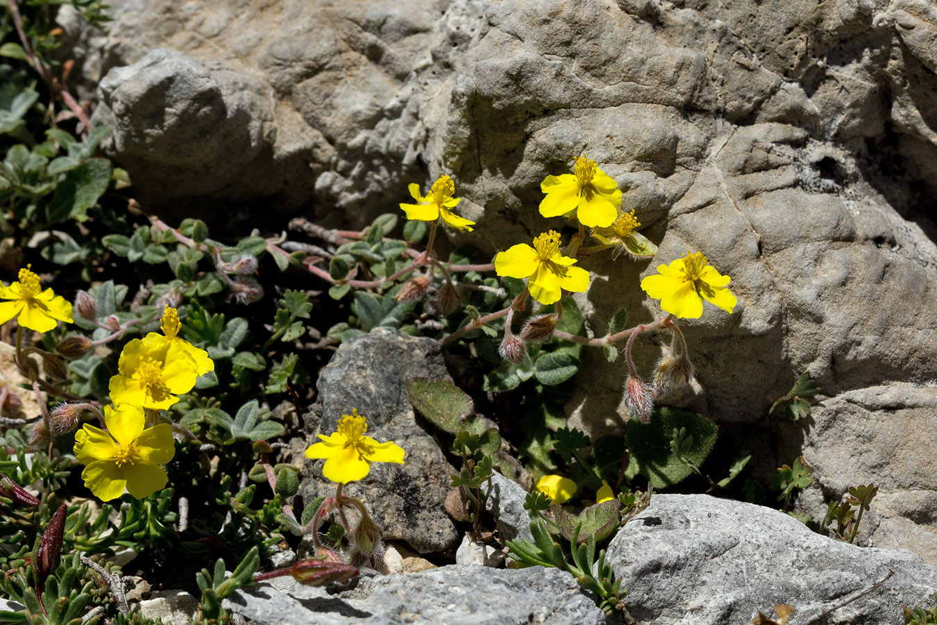 Image of Helianthemum hymettium specimen.