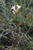 Noccaea macrantha. Цветущее и плодоносящее растение. Крым, Ю. берег, г. Джан-Куторан. 30 апреля 2010 г.