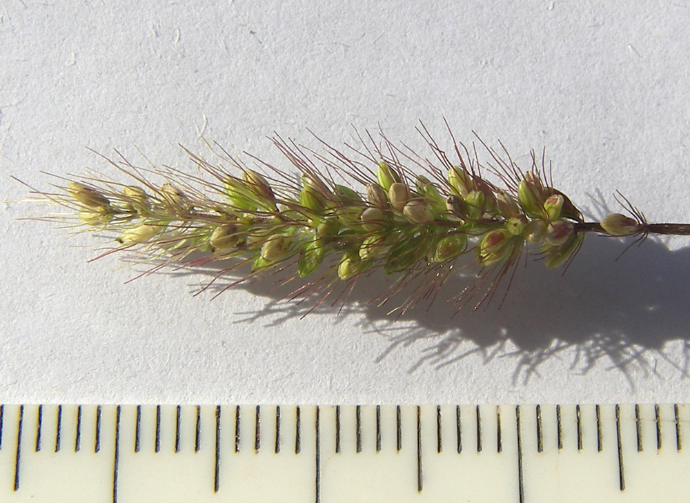 Image of Setaria verticilliformis specimen.