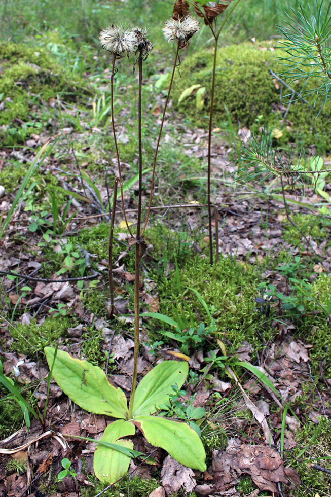 Image of Arnica montana specimen.