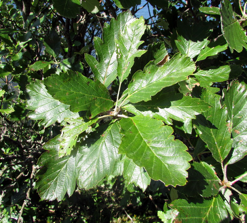 Image of Sorbus intermedia specimen.