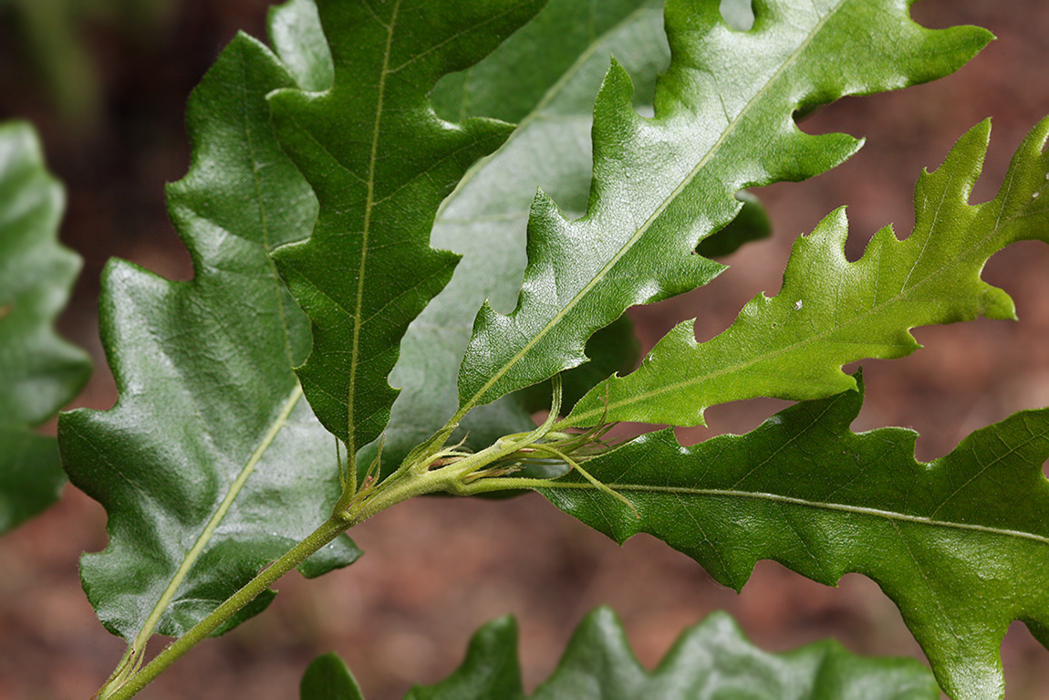 Image of Quercus cerris specimen.