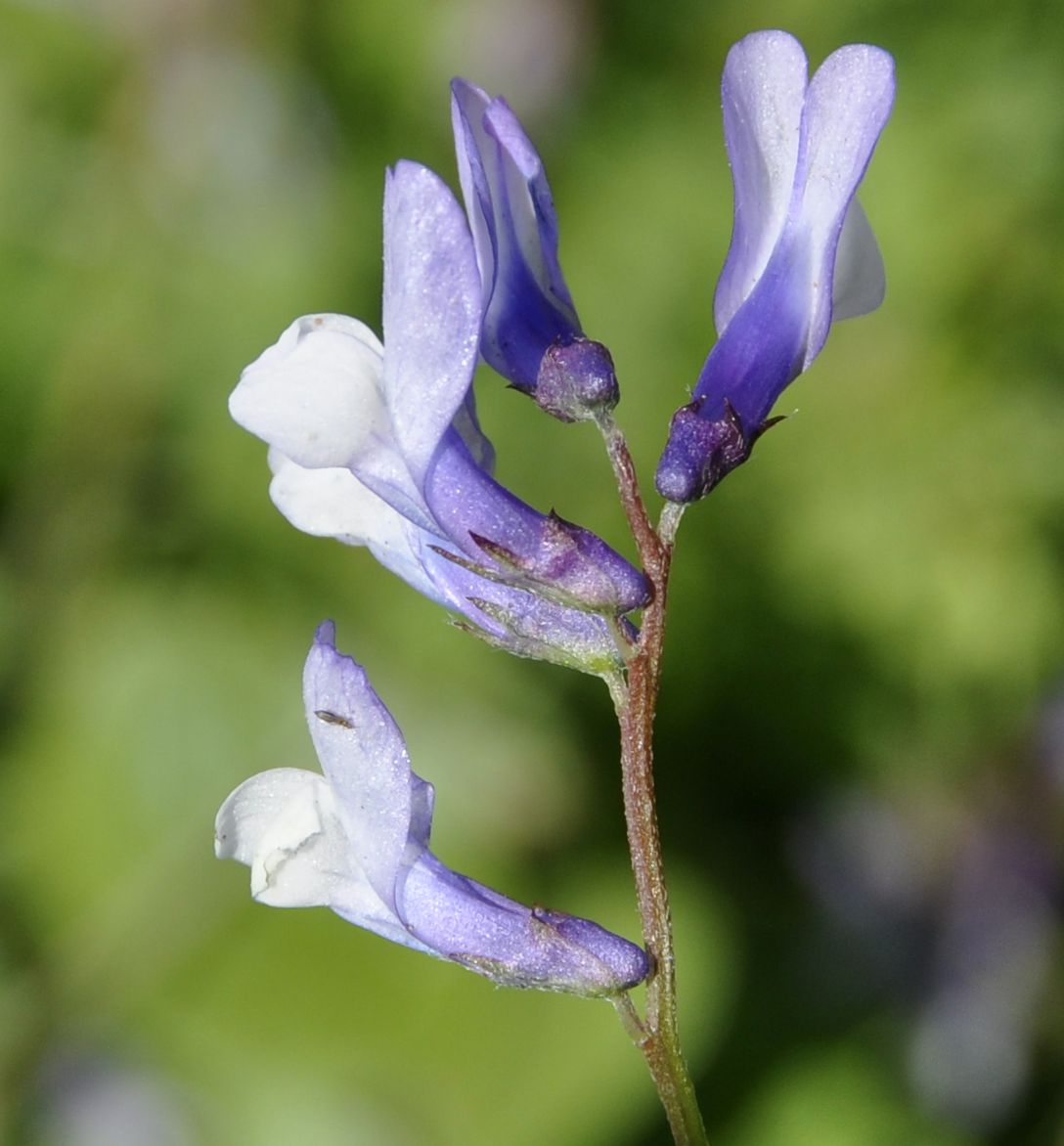 Image of Vicia villosa ssp. microphylla specimen.