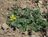 Potentilla orientalis