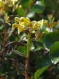 Pedicularis lapponica