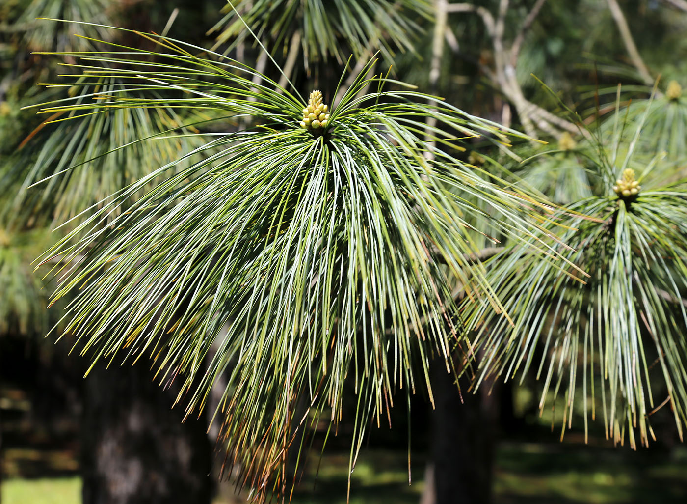 Image of genus Pinus specimen.