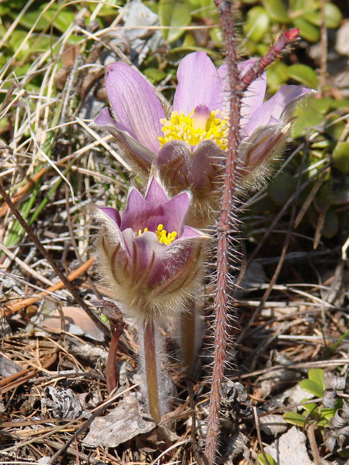 Image of genus Pulsatilla specimen.