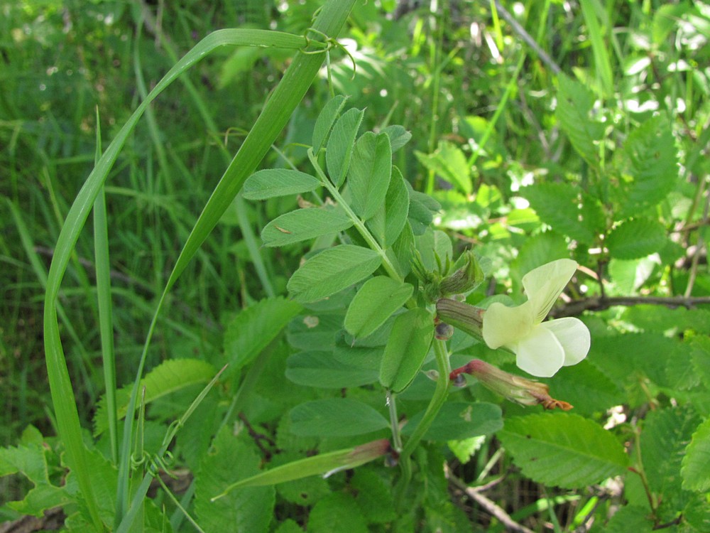 Image of Vicia grandiflora specimen.