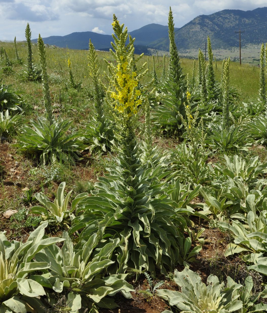 Image of Verbascum speciosum specimen.