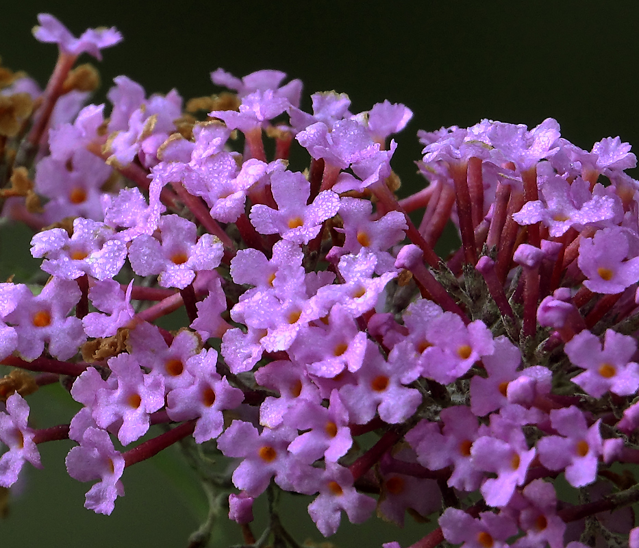 Изображение особи Buddleja davidii.