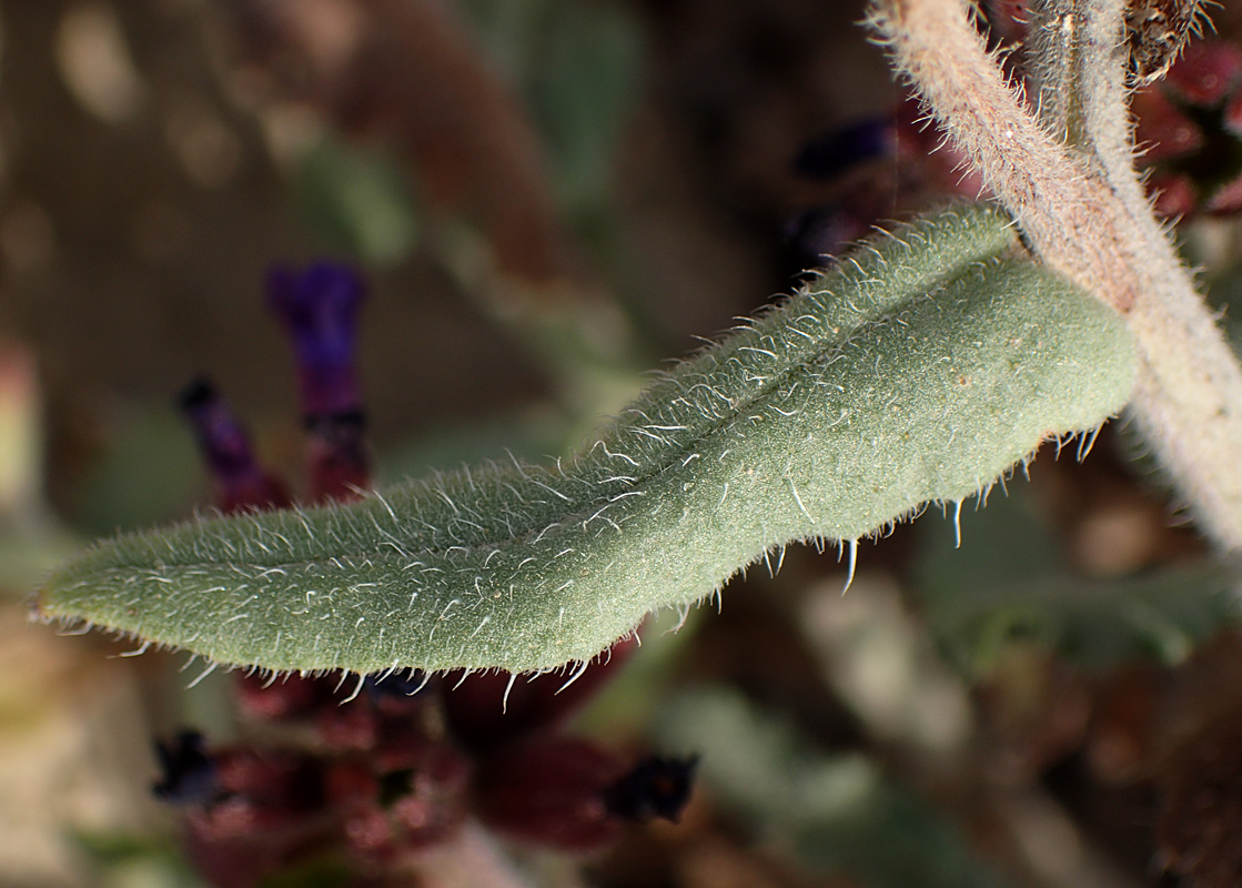 Image of Anchusa hybrida specimen.