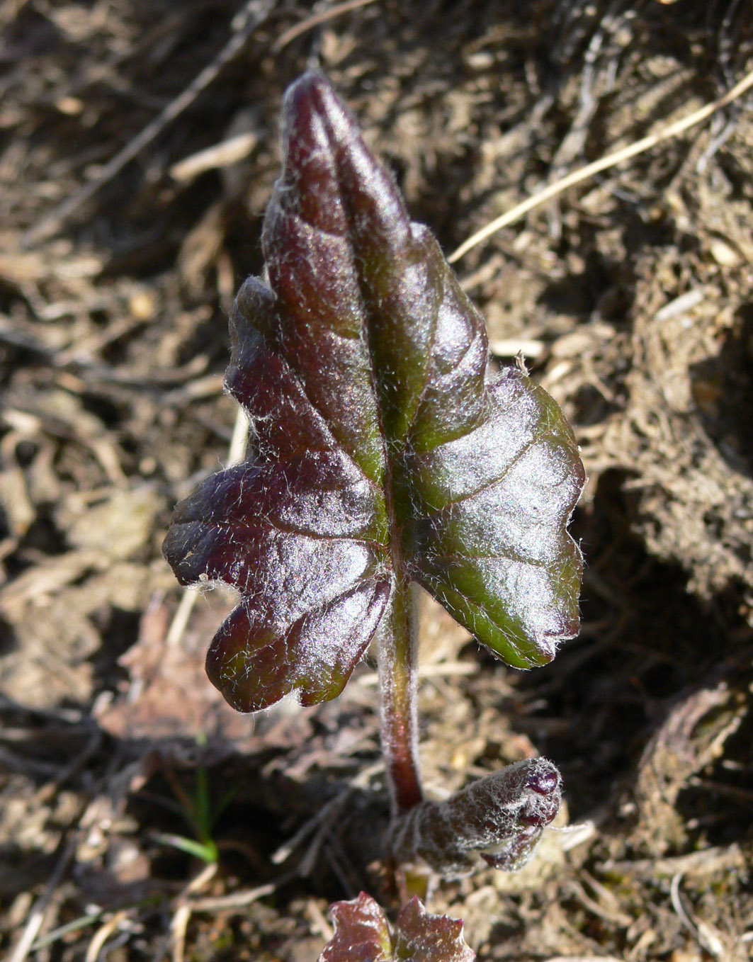 Image of Petasites frigidus specimen.