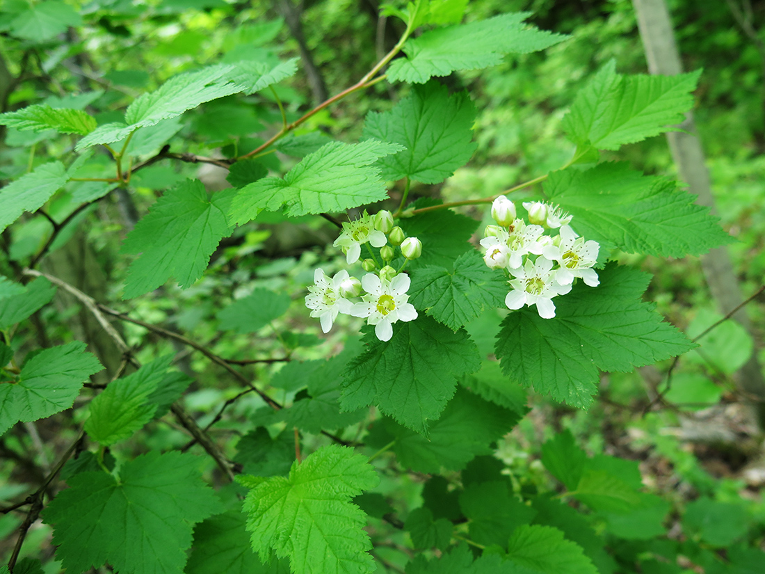 Image of Physocarpus ribesifolia specimen.