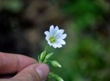 Cerastium davuricum