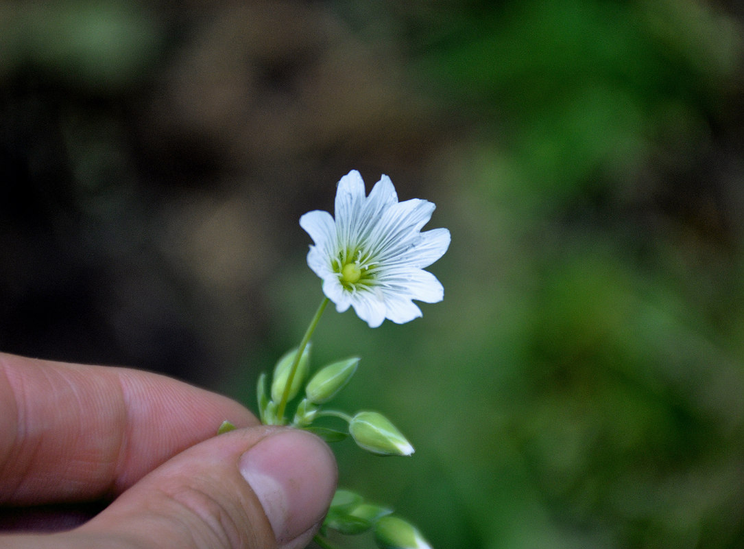 Image of Cerastium davuricum specimen.