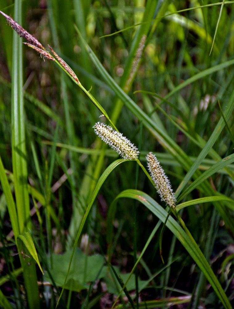 Изображение особи Carex rhynchophysa.