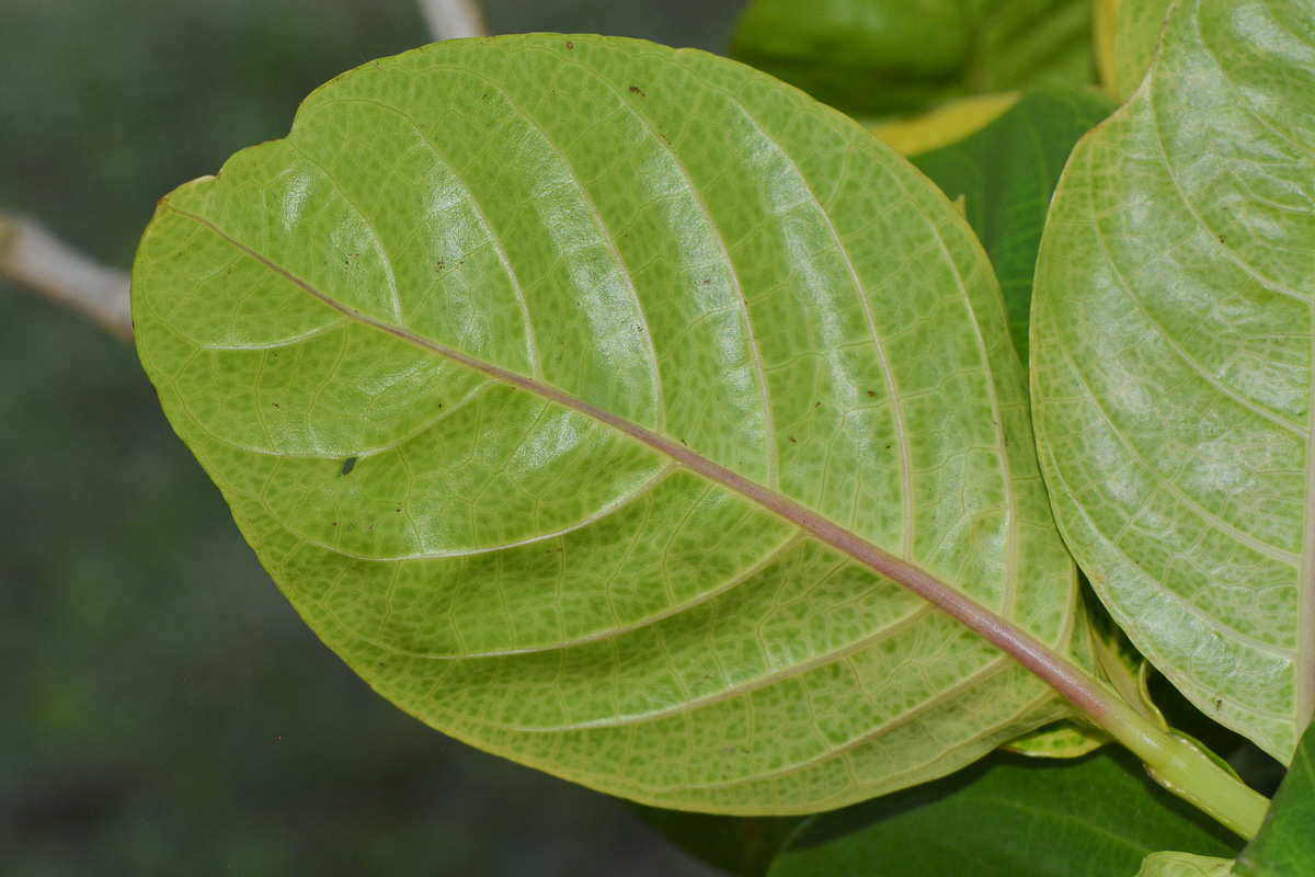 Image of Pseuderanthemum carruthersii specimen.