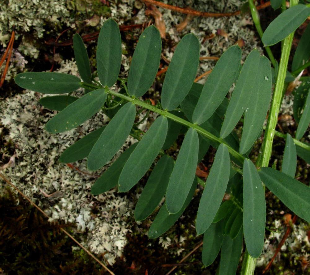 Image of Vicia nervata specimen.