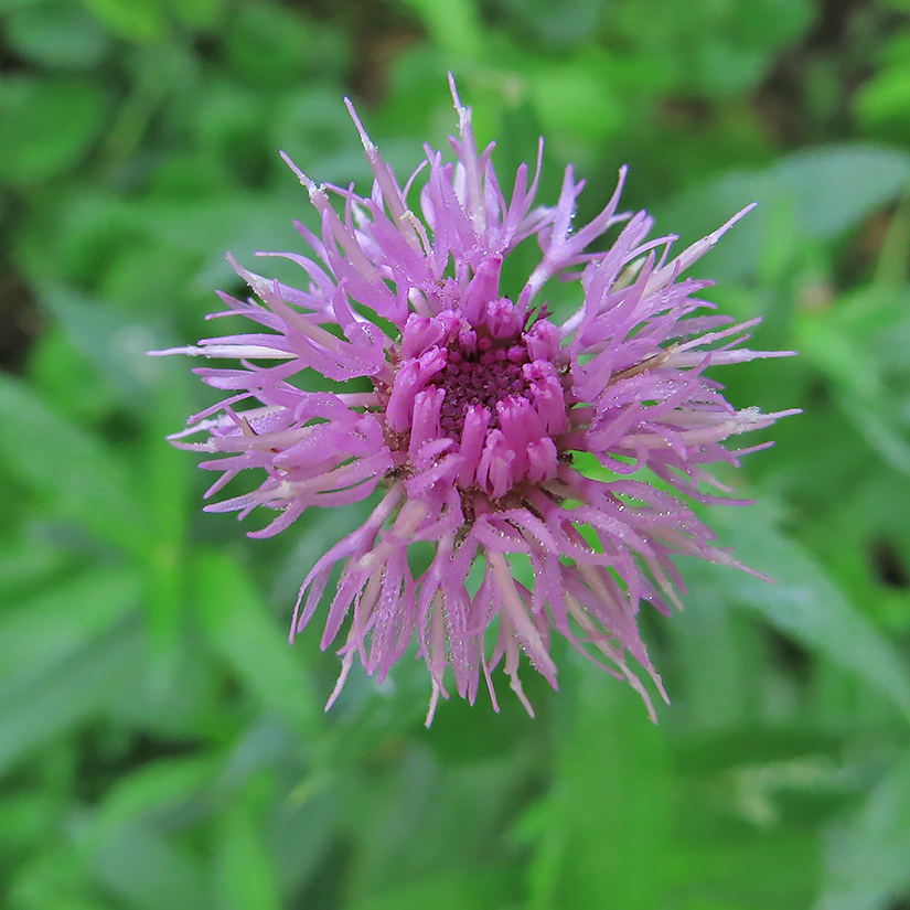 Изображение особи Cirsium arvense.