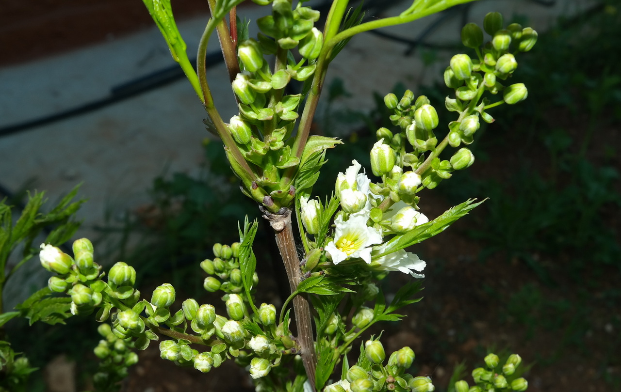 Image of Xanthoceras sorbifolium specimen.