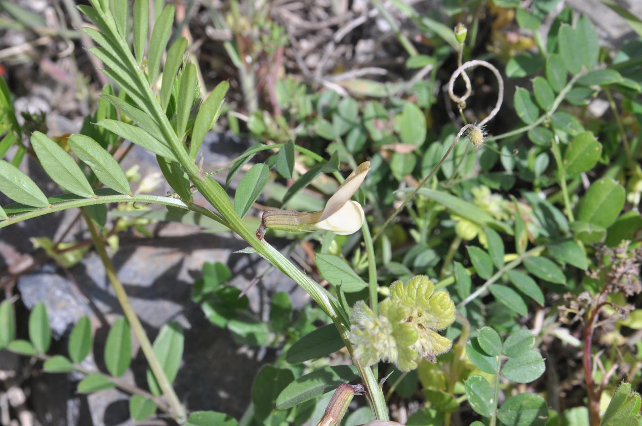 Изображение особи Vicia grandiflora.