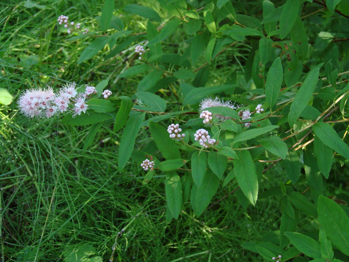 Изображение особи Spiraea salicifolia.