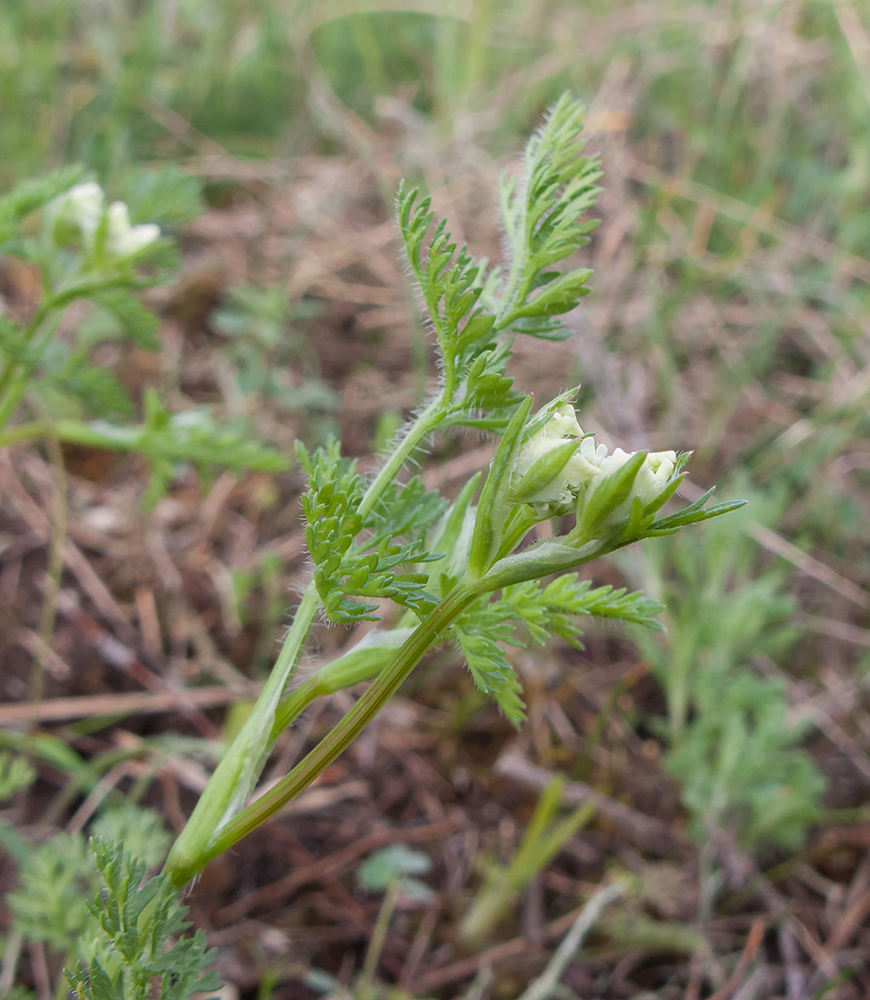 Image of Orlaya daucoides specimen.