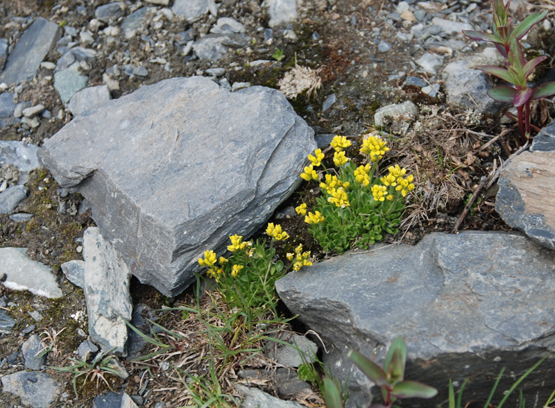 Image of Draba oreades specimen.