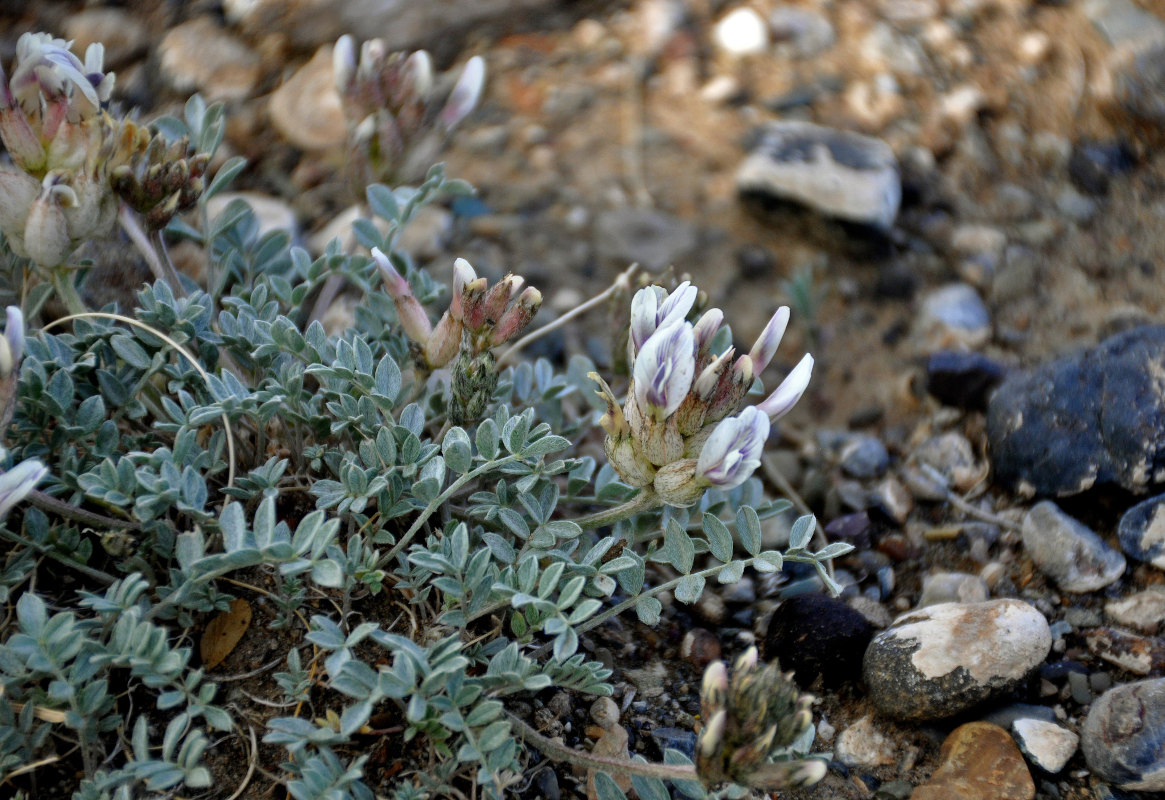 Image of Astragalus dilutus specimen.