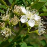 Sorbus sibirica. Часть соцветия с цветком и завязывающимися плодами. Свердловская обл., окр. г. Североуральск, склон Сосьвинского хребта. 29.06.2010.