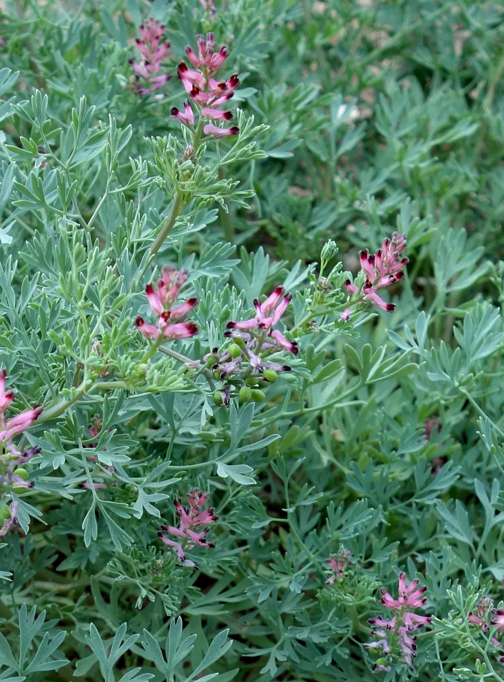 Image of Fumaria vaillantii specimen.