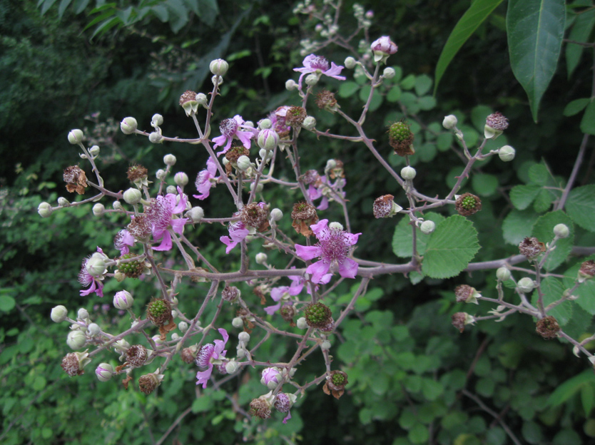 Image of Rubus sanctus specimen.