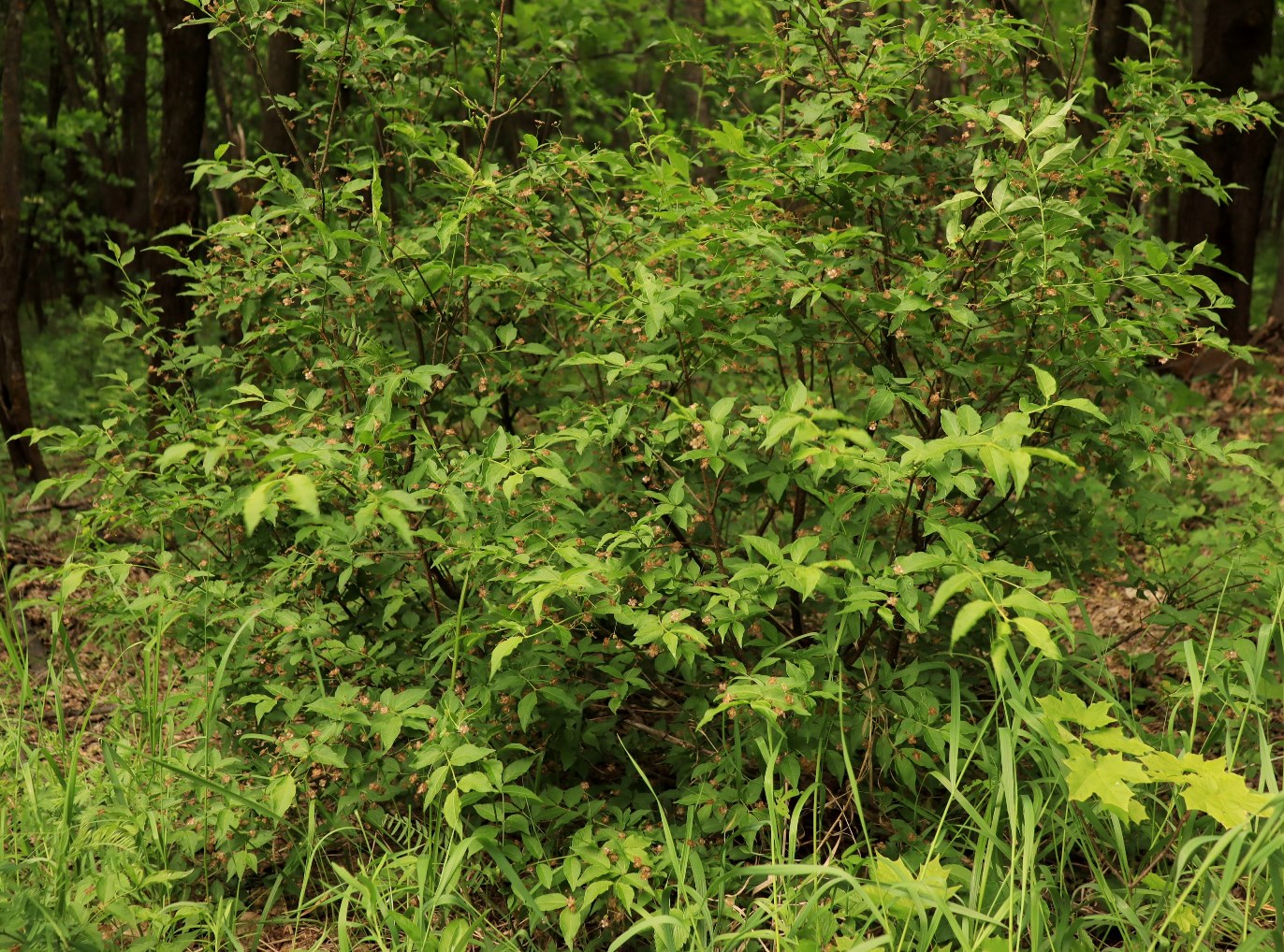 Image of Euonymus verrucosus specimen.