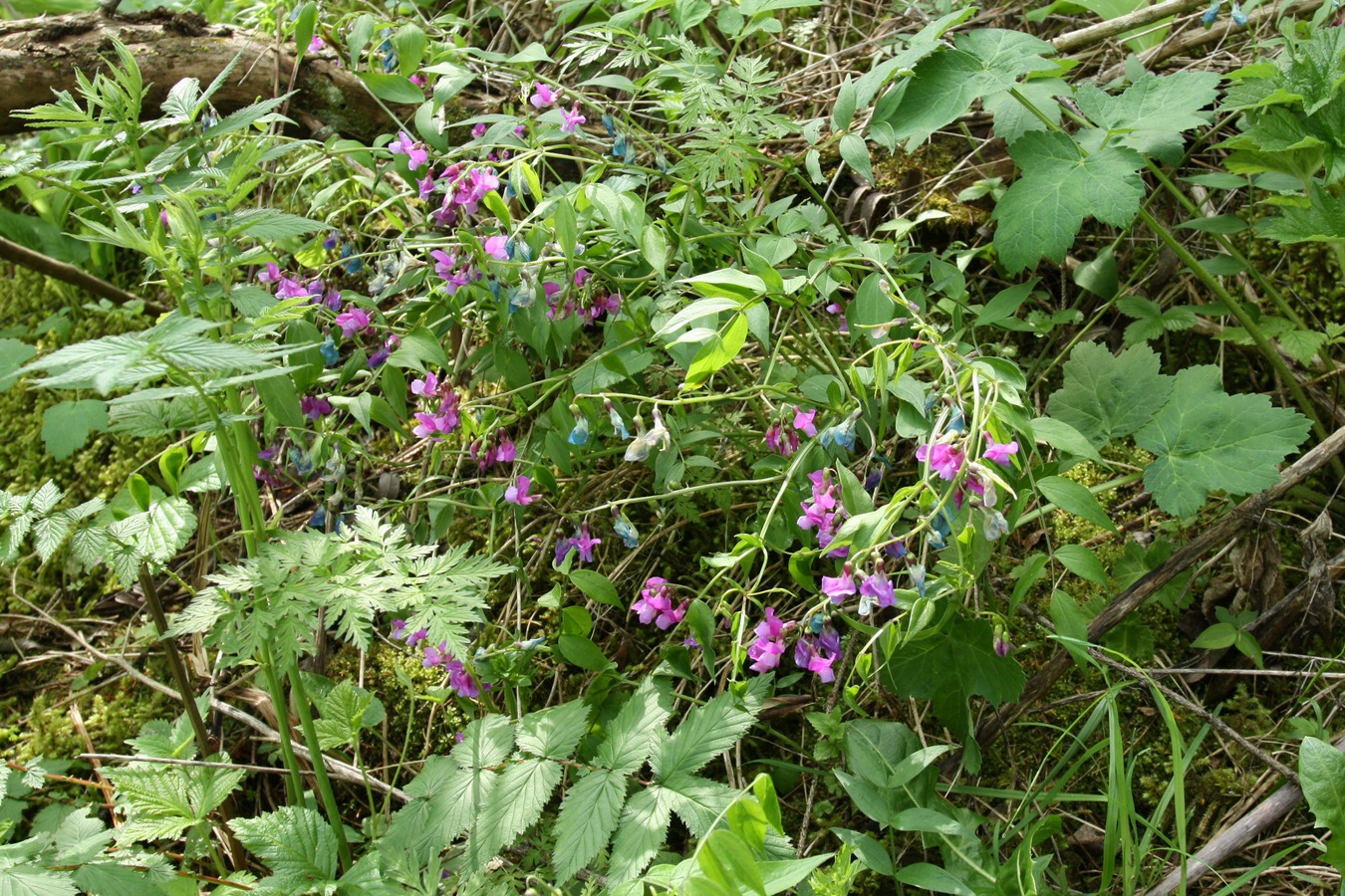 Изображение особи Lathyrus vernus.